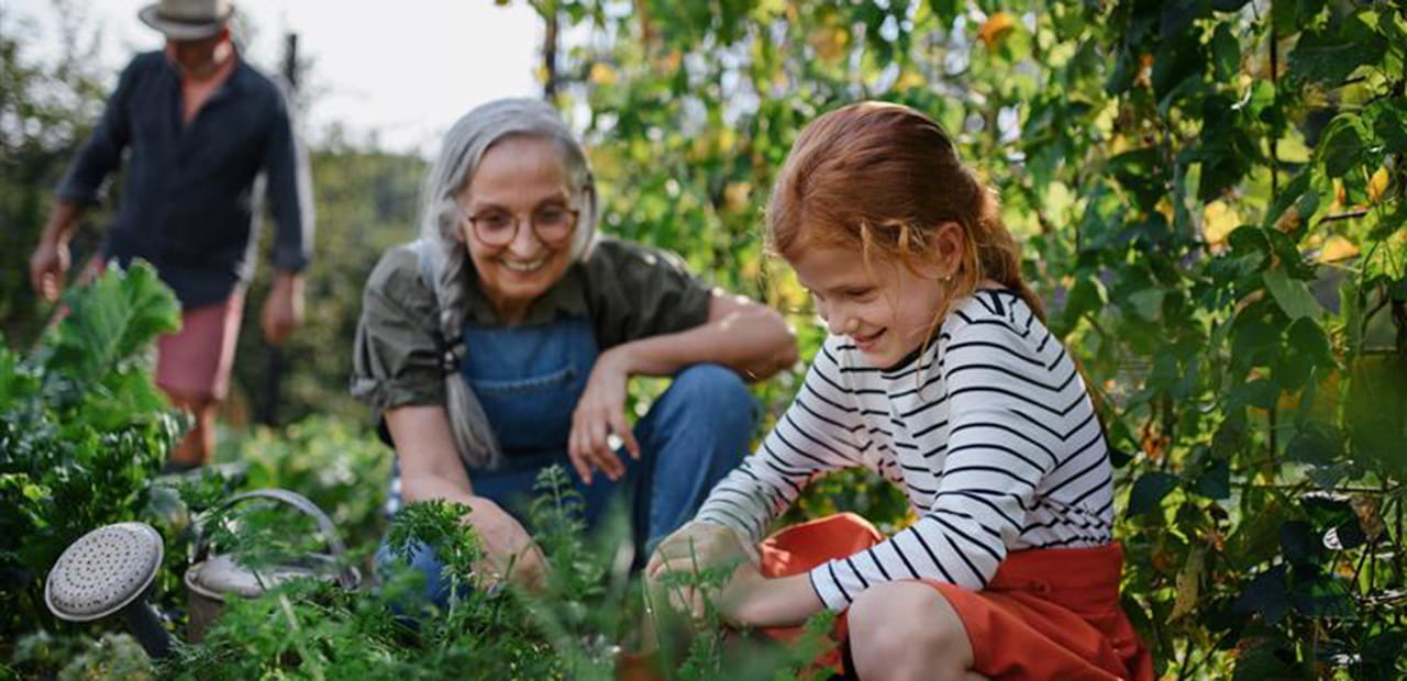 A little girl gardening with her grandparents. 