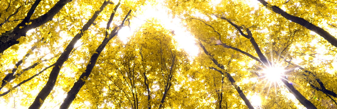 Yellow trees.