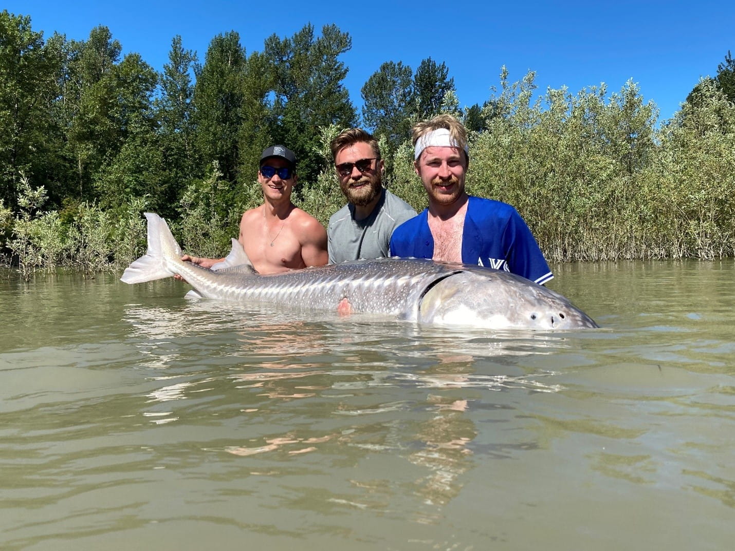 Sturgeon