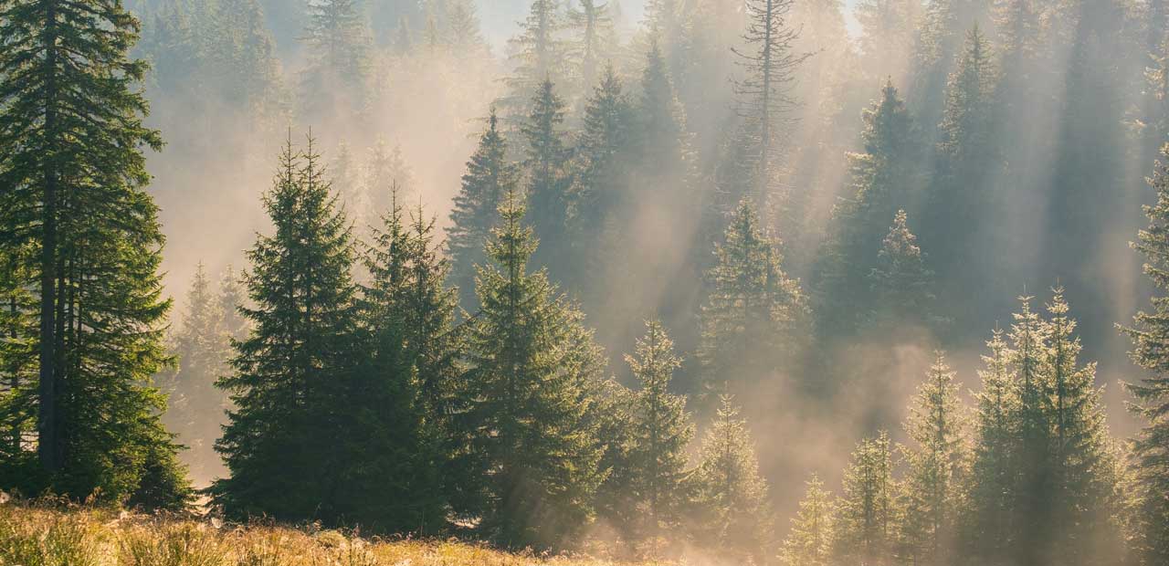 Bright early morning forest in the Piatra Craiului mountains, Romania