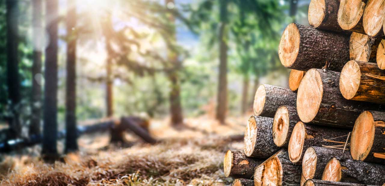 Log pile with pine trees in the background.